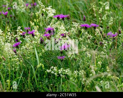 Heckenbeckstroh (Galium mollugo) und Schwarzknapweed (Centaurea nigra) wachsen in St. Mary`s Lands, (Lammas Field), Warwick, Großbritannien Stockfoto